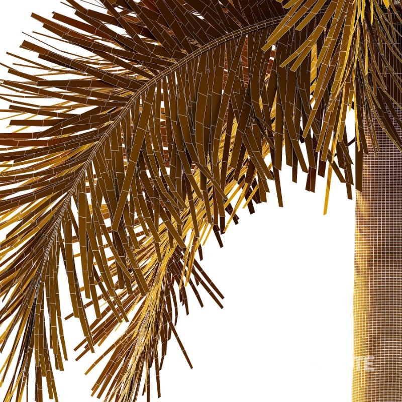 Roystonea Regia Tree 05 Image 4