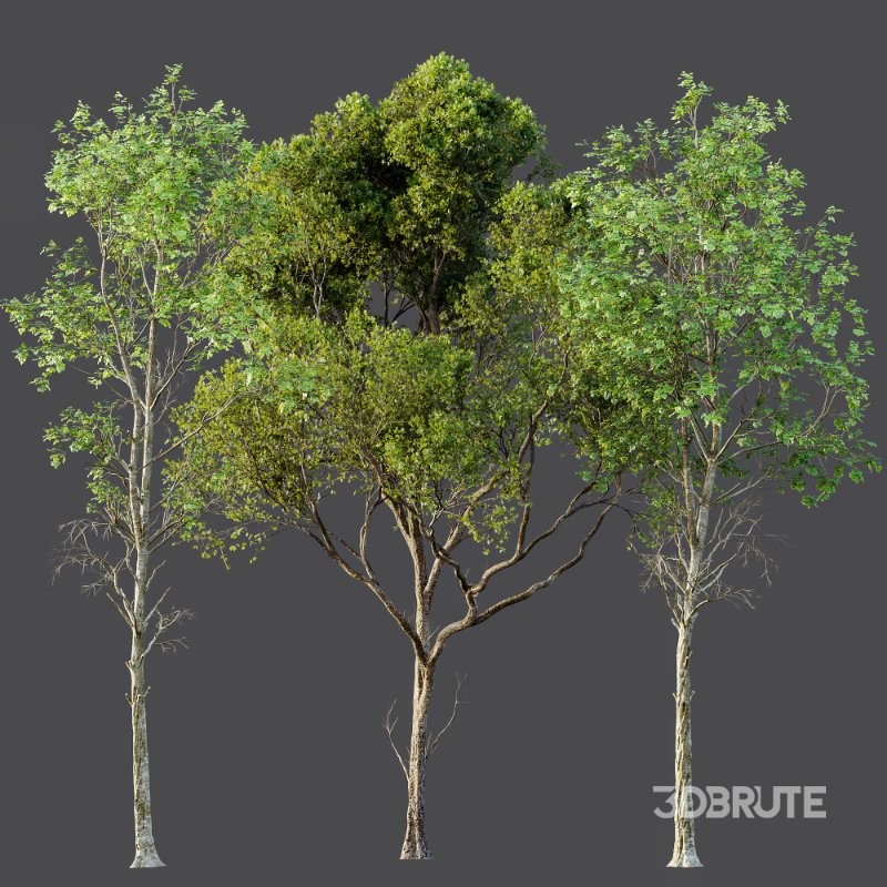 AV Fagus Sylvatica and Acer Pseudoplatanus Image 5