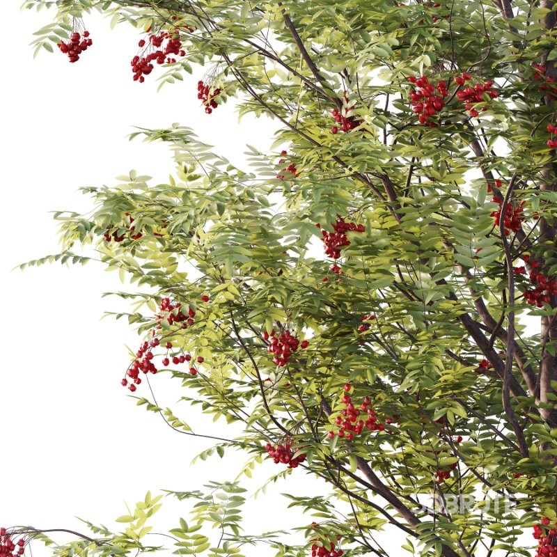 Rowan Fruit Tree 02 Image 4