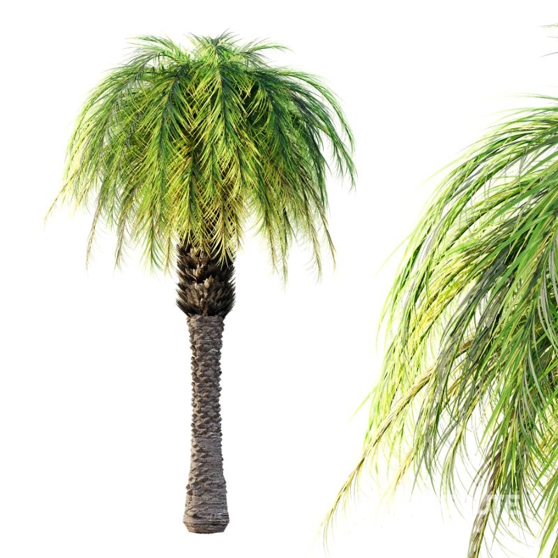 Phoenix roebelenii Palm Trees 01 Image 4