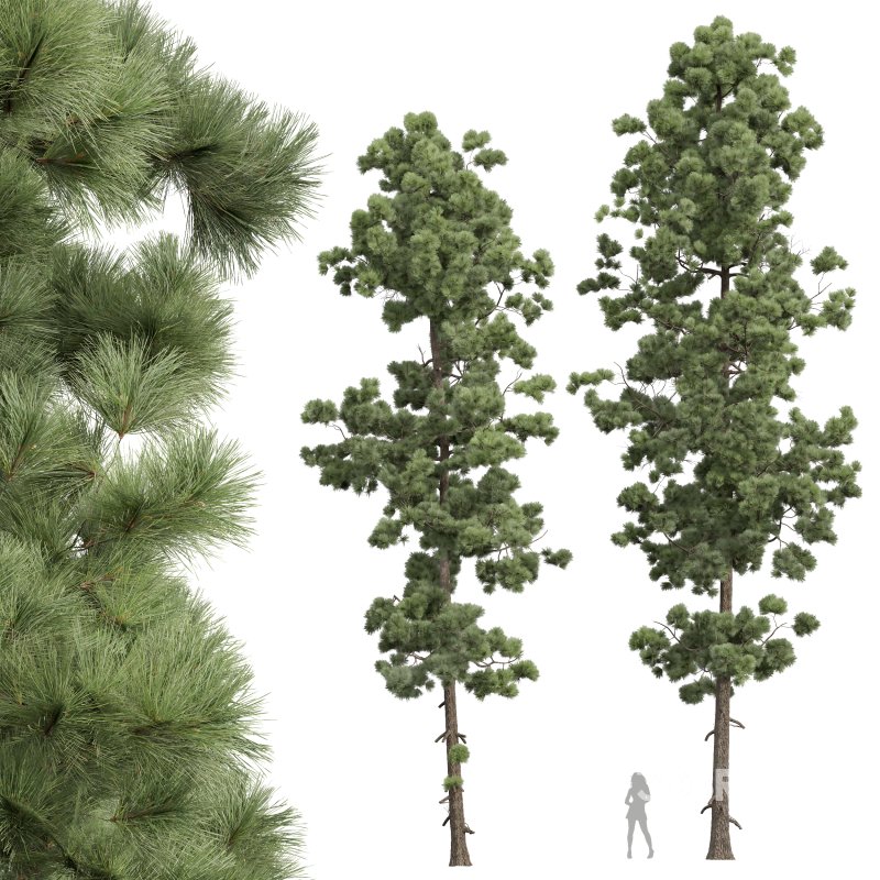 AV Pinus Engelmannii and Pinus Palustris Image 4