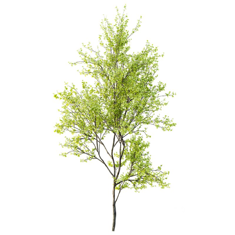 AV Acer Saccharinum and European Bladdernut Spring 2 Trees Image 5