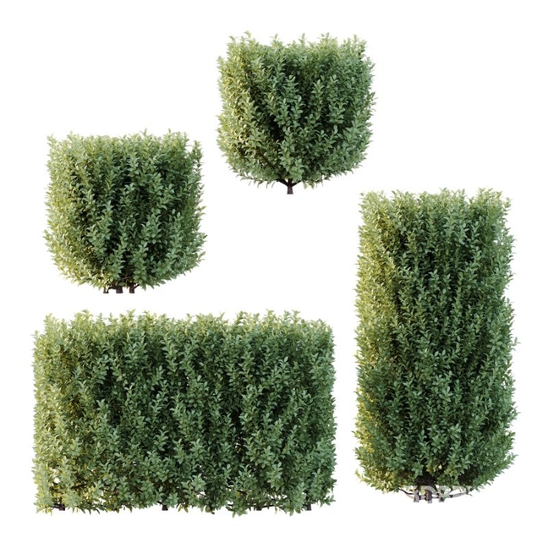 Frutices Fortescue Euonymus 07 Image 1