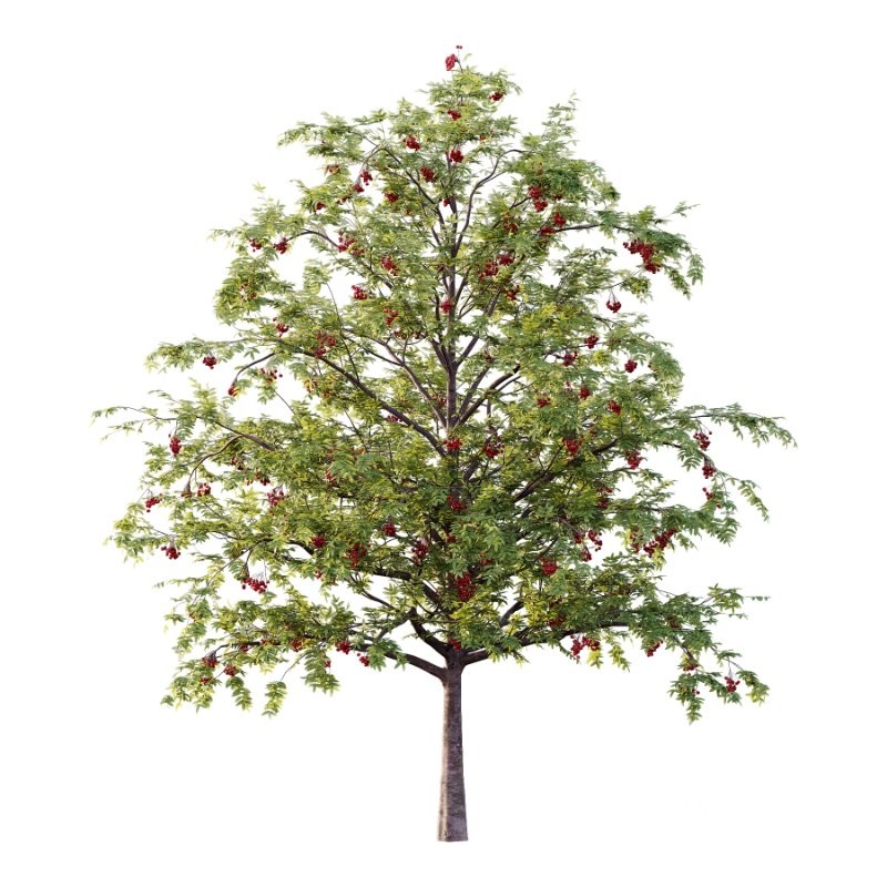 Rowan Fruit Tree 05 Image 1