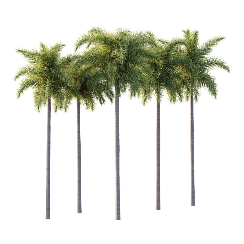 Roystonea Regia Tree 04 Image 2