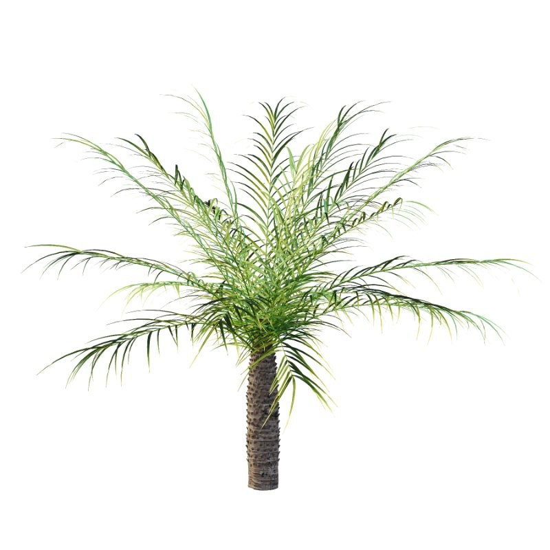 Phoenix roebelenii Palm Trees 05 Image 4