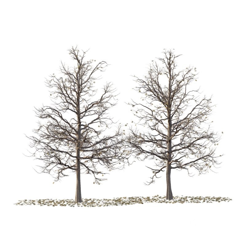 Mountain Ash Tree 18 Image 2