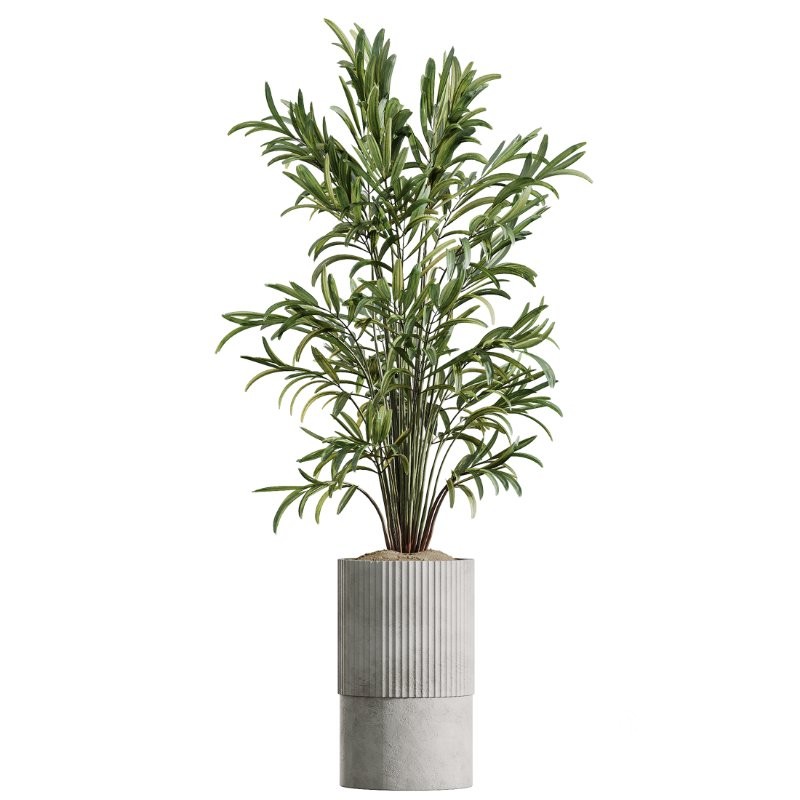 AV Indoor Plants Set 410 Orange Palm Ficus Marginata Olive Image 3