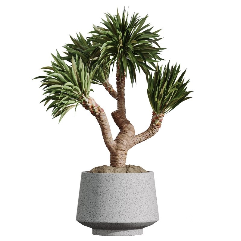 AV Indoor Plants Set 406 Cunjevoi Alocasia and Euphorbia Drupifera and Schefflera Arboricola and Yucca Elephantipes Image 4