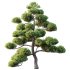 AV 2 trees Pinus Bonsai Sylvestris Pine Parviflora Scotch Contorta - Thumbnail 1
