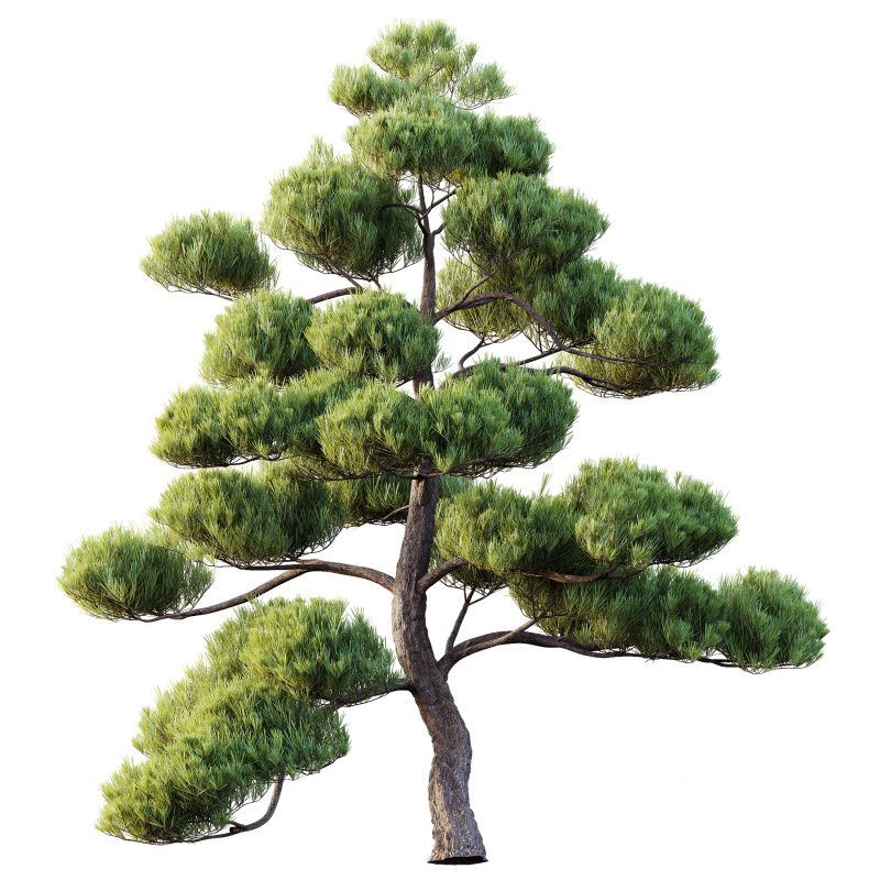 AV 2 trees Pinus Bonsai Sylvestris Pine Parviflora Scotch Contorta Image 1