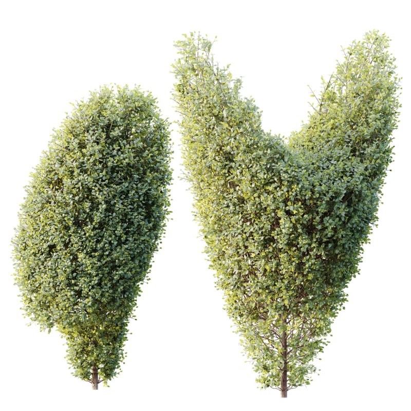 AV Ficus Concinna Bonsai Pruned Version11 Image 2