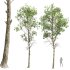 AV Fagus Grandifolia and Fagus Sylvatica - Thumbnail 2