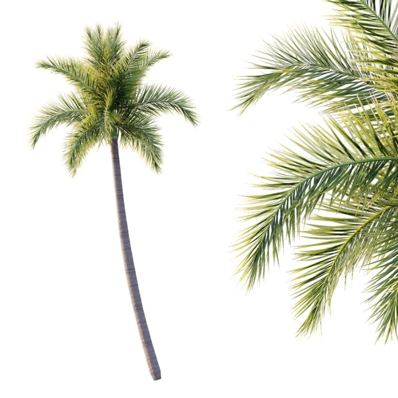 Roystonea Regia Tree 06 Image 5