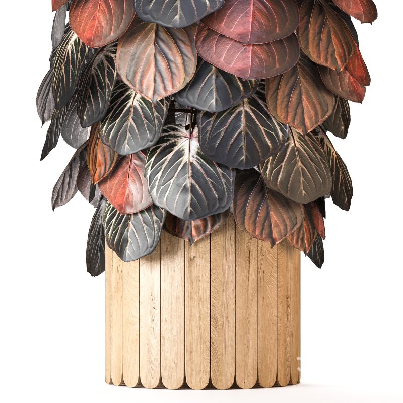 Boho Pot Plants 02 Image 6