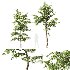 AV Carpinus Betulus and Alnus Glutinosa - Thumbnail 4
