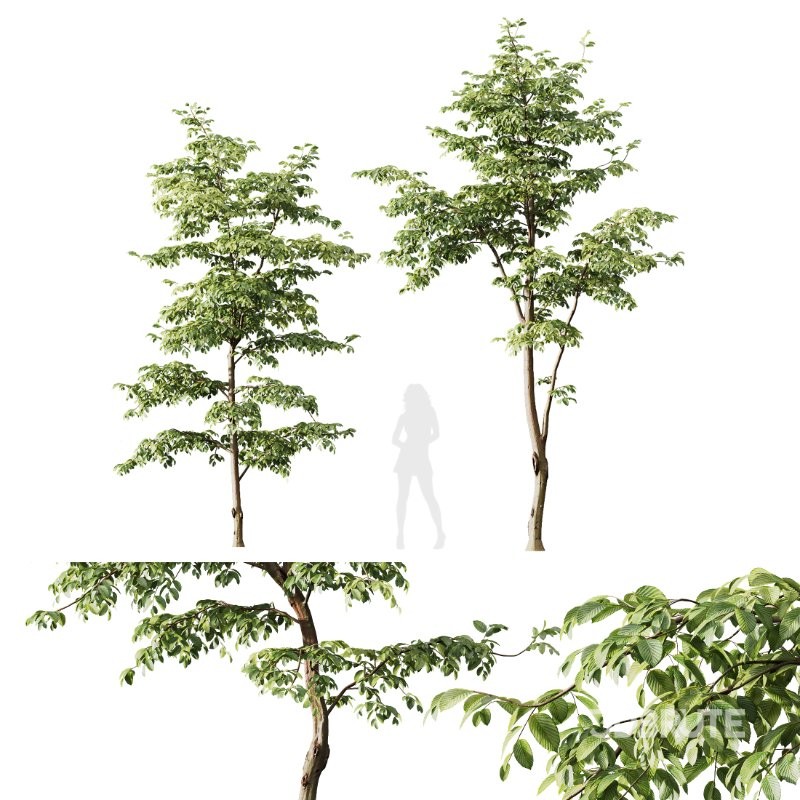 AV Carpinus Betulus and Alnus Glutinosa Image 4