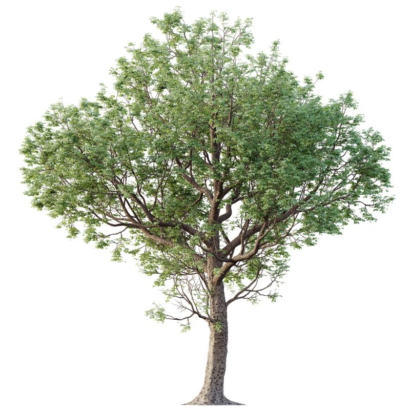 AV Celtis laevigata Sugarberry Hackberry and Banyan Ficus Benghalensis Image 3