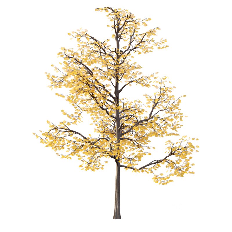 Mountain Ash Tree 01 Image 2