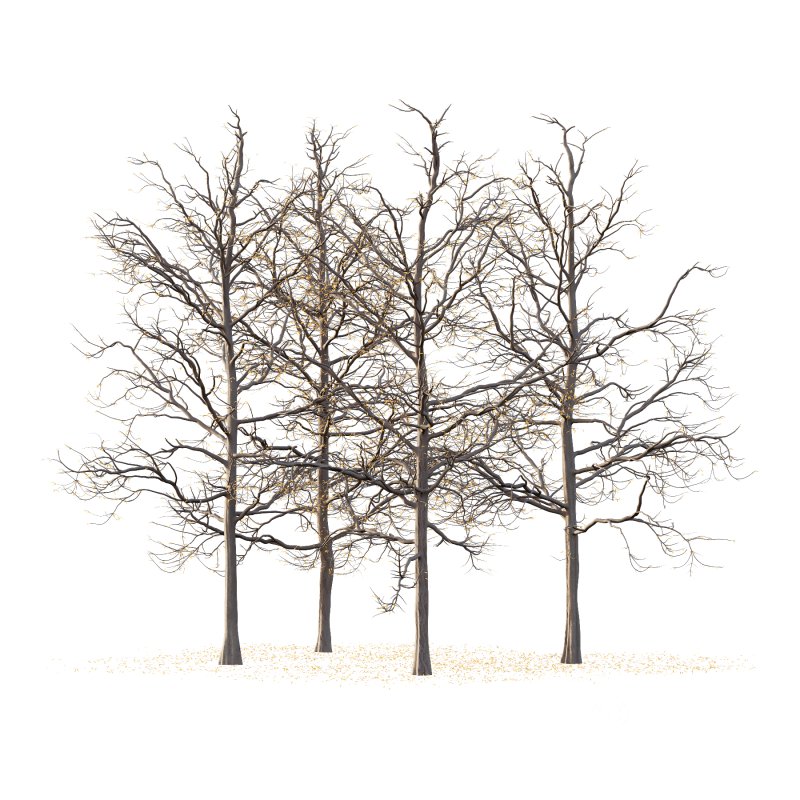 Mountain Ash Tree 02 Image 6