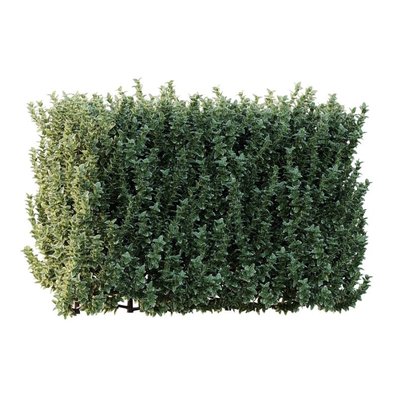 s vary widely among different species and between different English-speaking countries, but include spindle (or spindle tree), burning-bush, strawberry-bush, wahoo, wintercreeper, or simply euonymus. It has about 140 species of deciduous and evergreen shrubs, small trees and lianas. They are mostly native to East Asia, extending to the Himalayas, and they are also distributed in Europe, Australasia, North America, and Madagascar. Fifty species are endemic to China.The inconspicuous flowers occur in small groups, and can be green, yellow, pink or maroon in color depending on species. The leaves are opposite (rarely alternate) and simple ovoid, typically 2–15 cm long, and usually with a finely serrated margin. The fruit is a pink or white four- or five-valved pod-like berry, which splits open to reveal the fleshy-coated orange or red seeds. Image 3