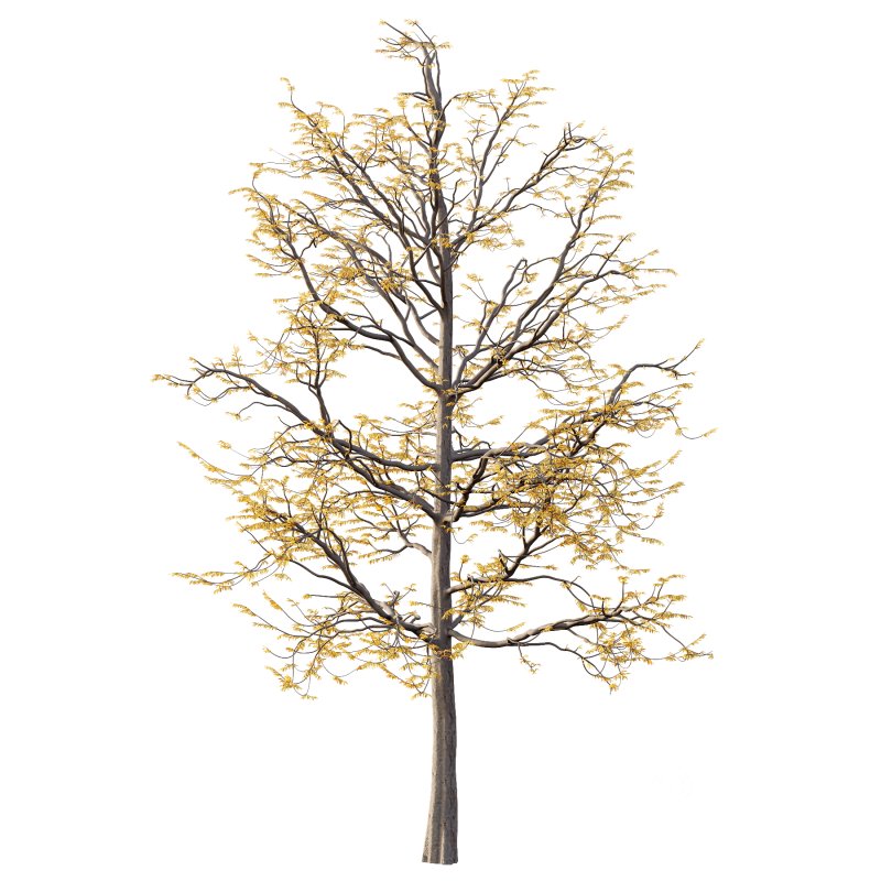 Mountain Ash Tree 08 Image 4