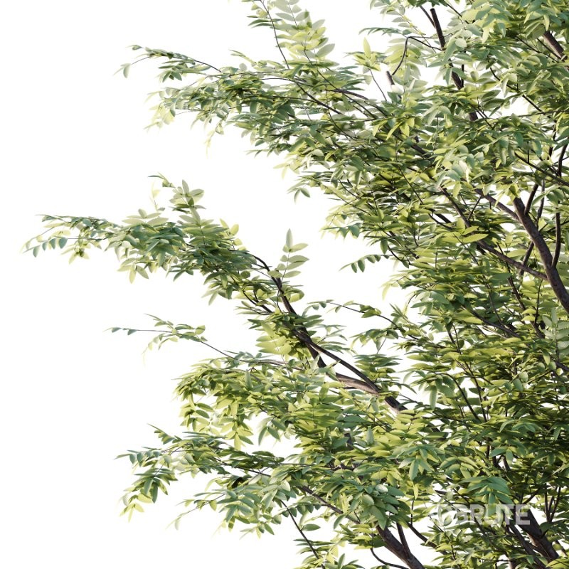 Rowan tree 08 Image 3