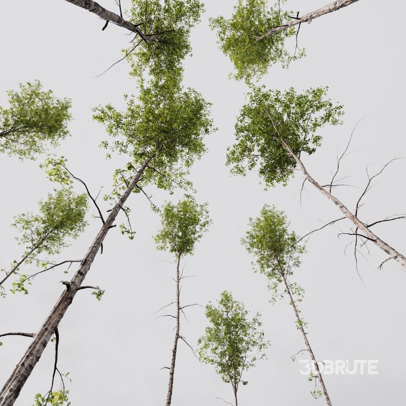 AV Betula Pendula 3 trees Image 2