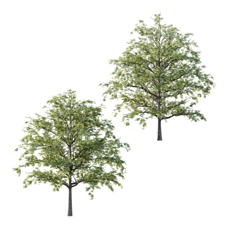 Rowan tree 06 Image 2