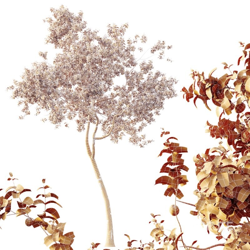 AV Plants Armeniaca Vulgaris Prunus Version02 Image 4