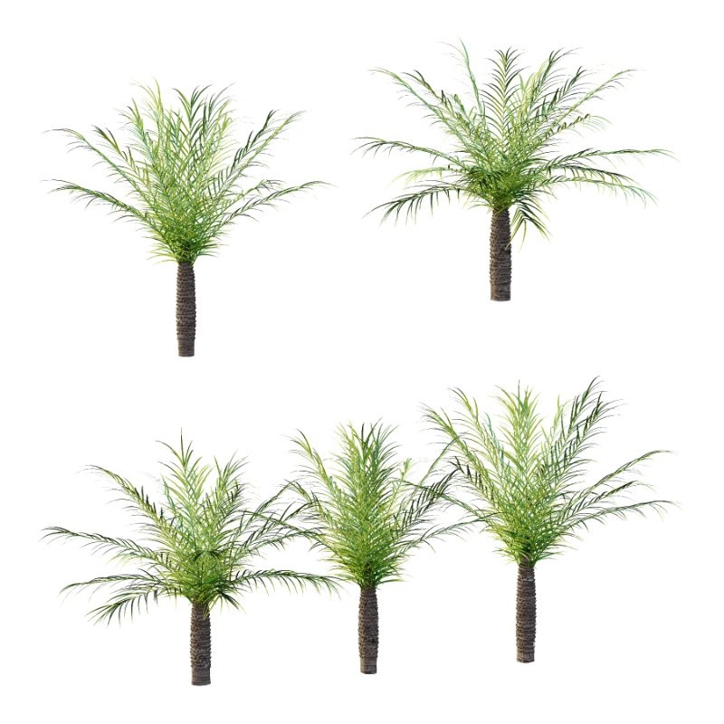 Phoenix roebelenii Palm Trees 05 Image 2