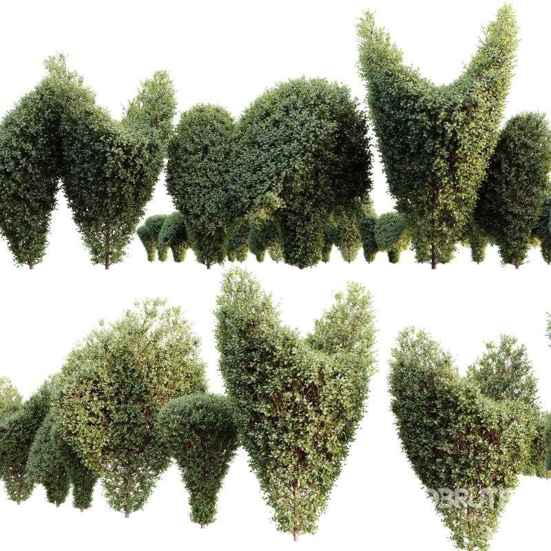 AV Ficus Concinna Bonsai Pruned Version11 Image 3