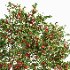 AV Apple fruit tree and Water gum 2 trees - Thumbnail 3