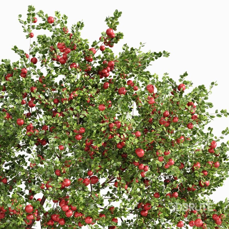 AV Apple fruit tree and Water gum 2 trees Image 3