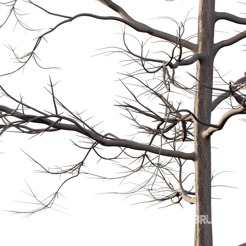 Mountain Ash Tree 06 Image 6