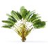 AV Ravenala Madagascariensis Travelers and Sabal Palmetto Cabbage Palm 6 Trees - Thumbnail 3