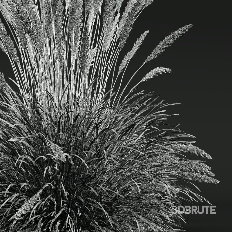 ntal grass set. Featuring the iconic Calamagrostis Acutiflora ‘Karl Foerster’—known for its tall, upright plumes—and the soft, arching forms of Stipa Arundinacea (Anemanthele Lessoniana), this collection captures the subtle beauty and dynamic movement of real-world meadow vegetation. Image 13