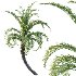 Curly Palm Tree 03 - Thumbnail 2