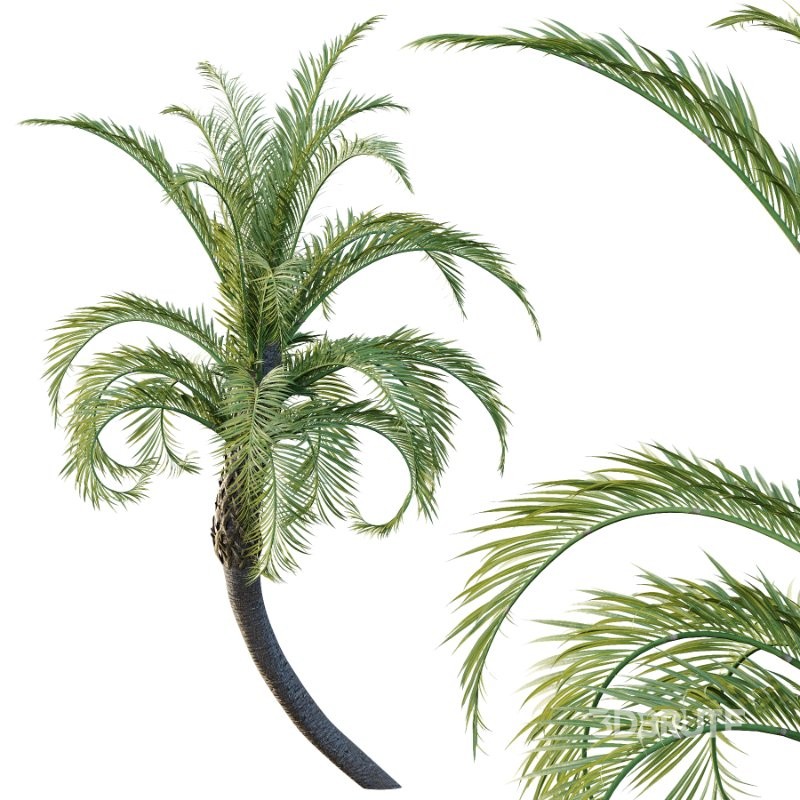 Curly Palm Tree 03 Image 2