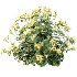 AV Spring flowering shrubs Alchemilla Mollis Vulgaris and Calluna Vulgaris Helena - Thumbnail 1