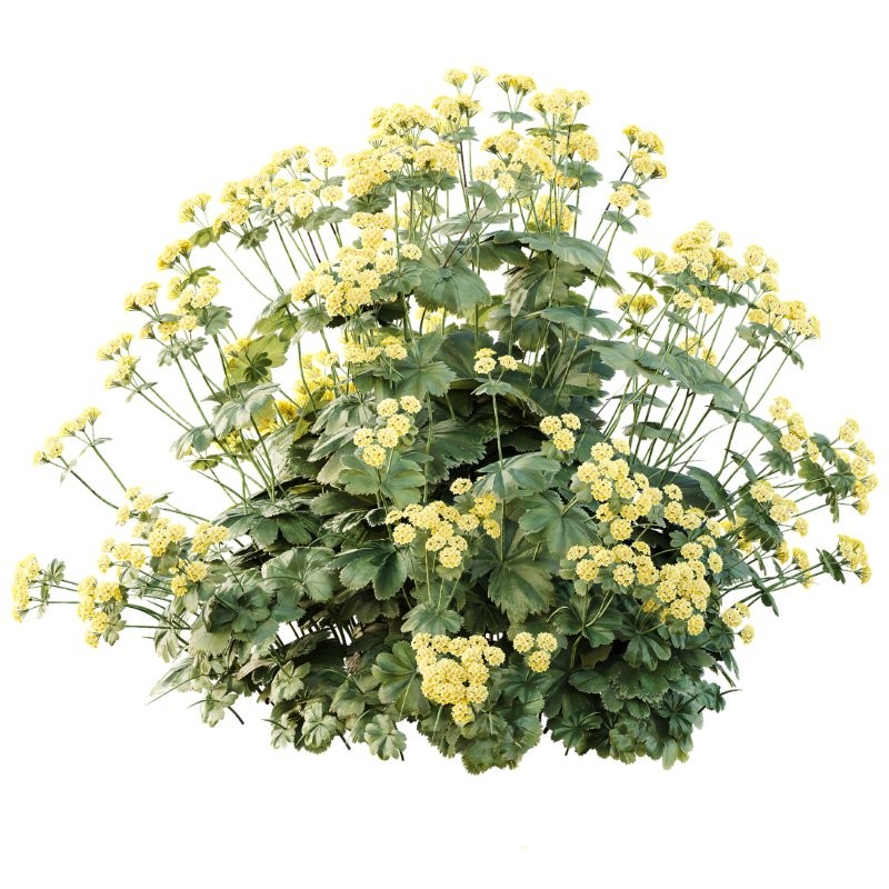 AV Spring flowering shrubs Alchemilla Mollis Vulgaris and Calluna Vulgaris Helena Image 1