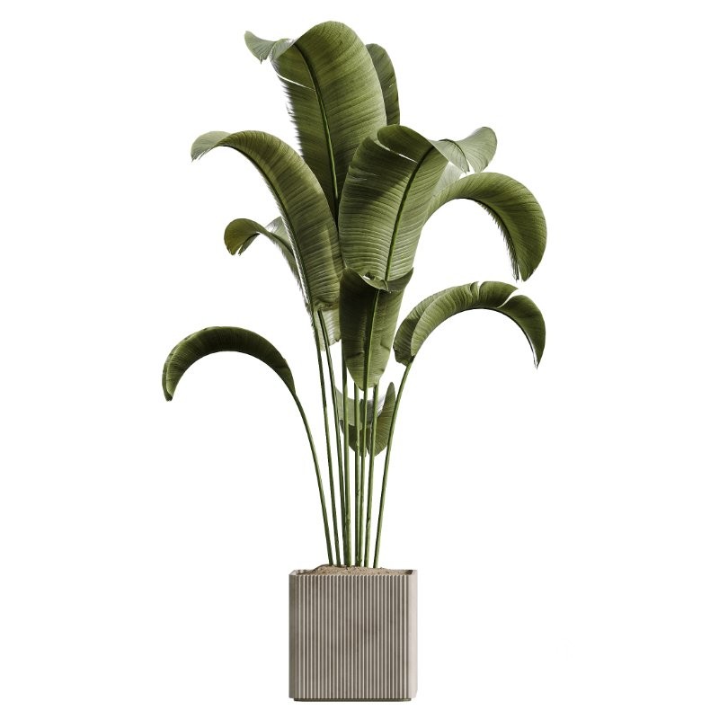AV Indoor Plants Set 430 Eucalyptus Olive Banana Yucca Palm Image 8