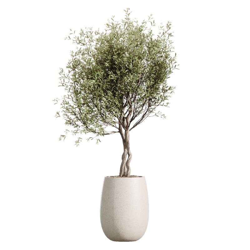 AV Indoor Plants Set 436 Ficus lyrata Areca Cat Reed Palm Ficus Elastica Olive tree Ficus macrocarpa Image 4