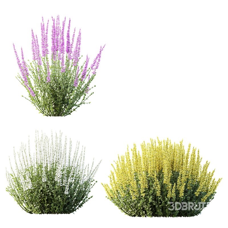AV Calluna Vulgaris Helena Summer Broom Heather Garden Girls and Concinna Bonsai Pruned Image 6