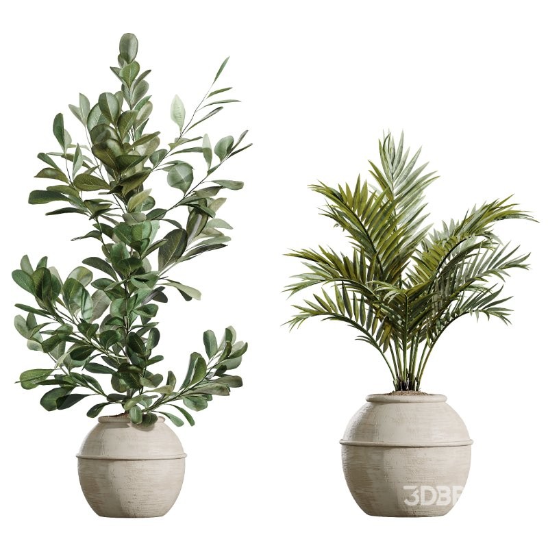 AV Indoor Plants Set 429 Palm Euphorbia Olive Ficus Image 6