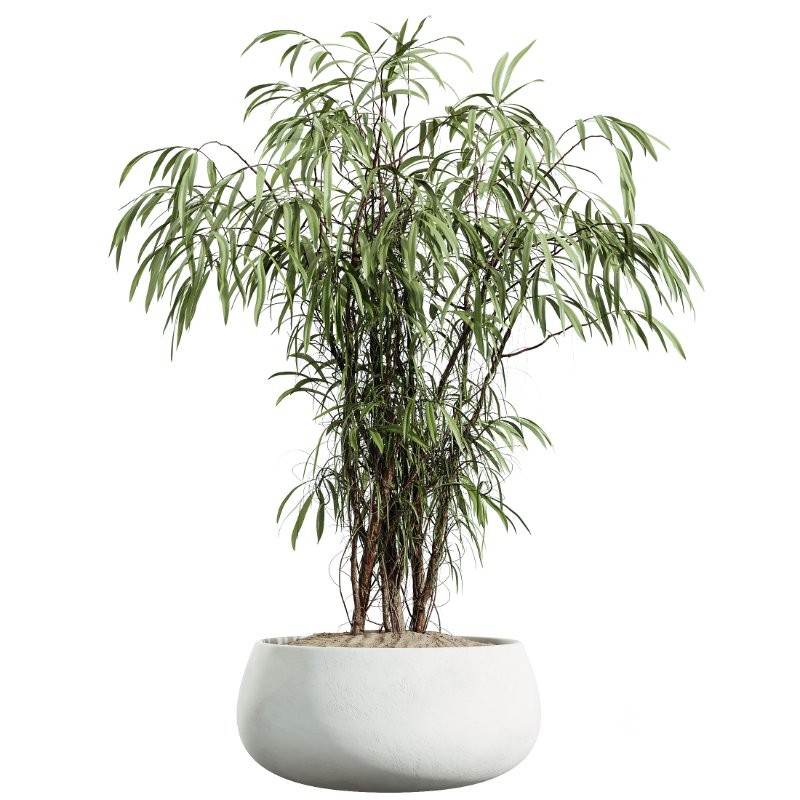 AV Indoor Plants Set 414 Cyara Palm and Euphorbia Drupifera and Ficus Marginata and Ficus Elastica Image 1