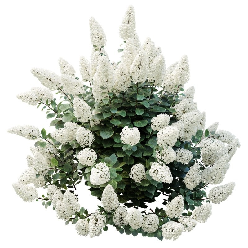 ntal shrub known for its graceful arching branches and abundant white spring flowers, commonly used in residential gardens, parks, and urban landscaping. Hydrangea paniculata ‘Vanilla Strawberry’ adds strong visual interest with its large cone-shaped flower clusters, transitioning from white to soft pink tones, perfectly suited for elegant outdoor scenes. Image 3