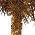 Washingtonia Robusta Palm Tree 03 - Thumbnail 5