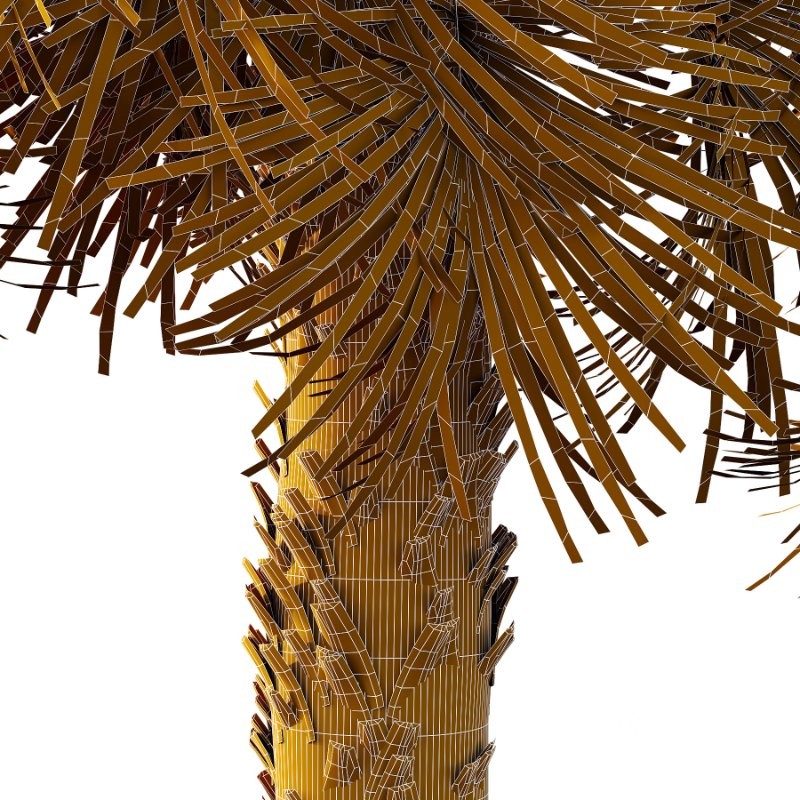 Washingtonia Robusta Palm Tree 03 Image 5