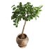 Ficus Plant in Rustic Clay Terracotta Pot - Thumbnail 2